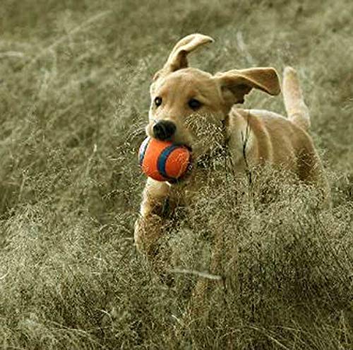 Chuckit Ultra Ball Medium - Pelotas para Perros